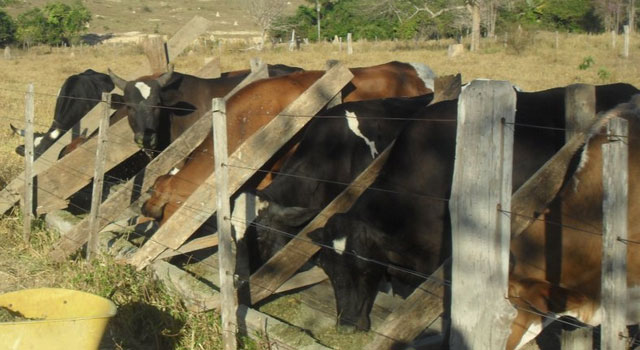 Producers seek alternative to corn for cattle