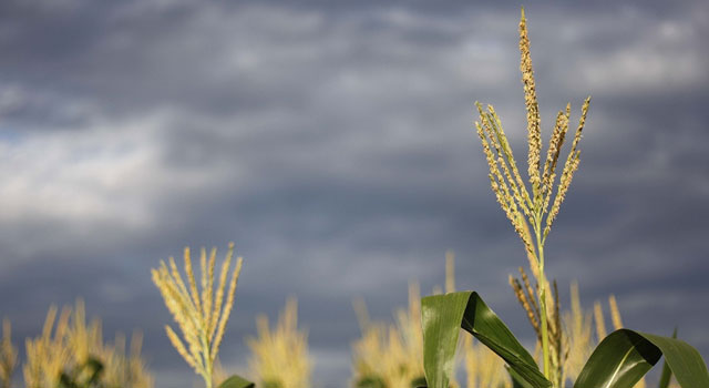 Corn crop suffers from lack of rain in the Southeast