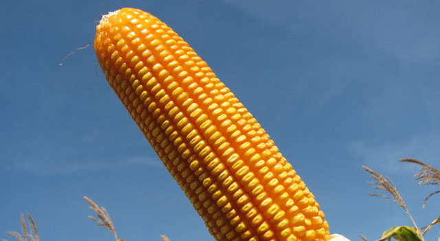 Law signed by Dilma establishing the Corn Day