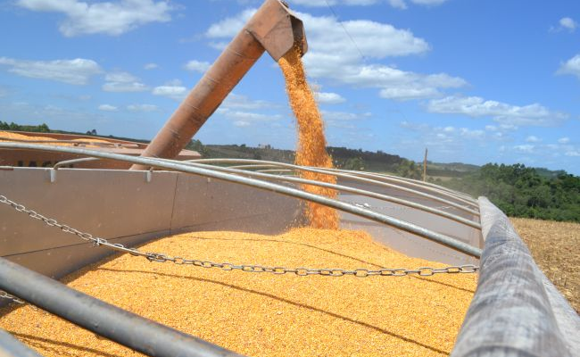 Corn crop area reaches 17% of RS