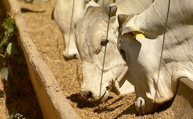 Animal Nutrition