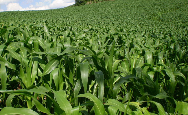 We prioritize the development of organic agriculture
