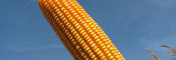 Law signed by Dilma establishing the Corn Day